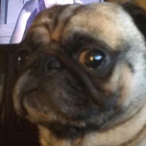 Meet your Posher, Sydney